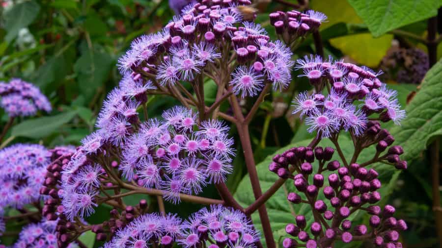32nd Annual Water-Wise Landscape Tour