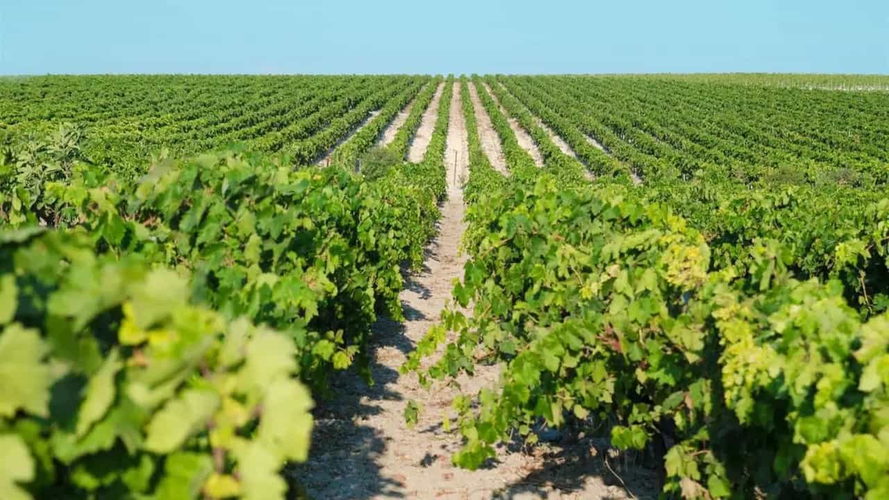 Día Mundial del Turismo: agenda con bodegas, Catedral y viñedos