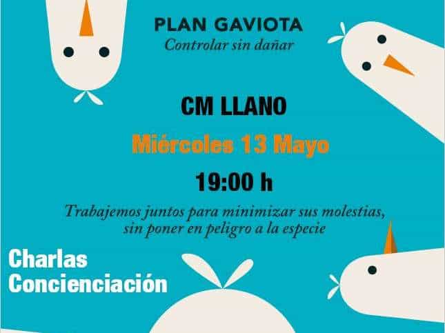¿Qué pasa con las gaviotas en Gijón? Conocerlas para convivir
