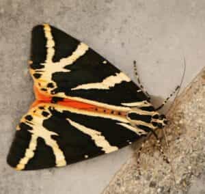 Moth Mornings and Bug Hunts