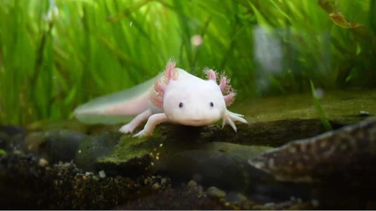 Noche con tiburones solo para niños