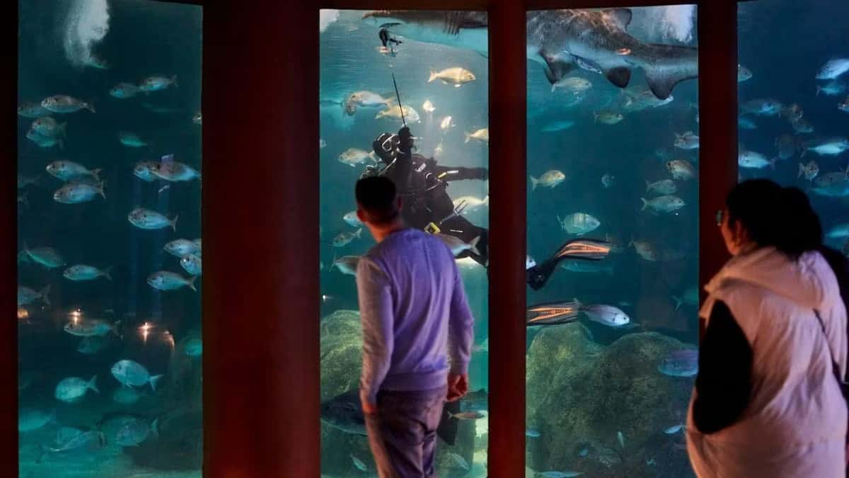 Durmiendo con tiburones