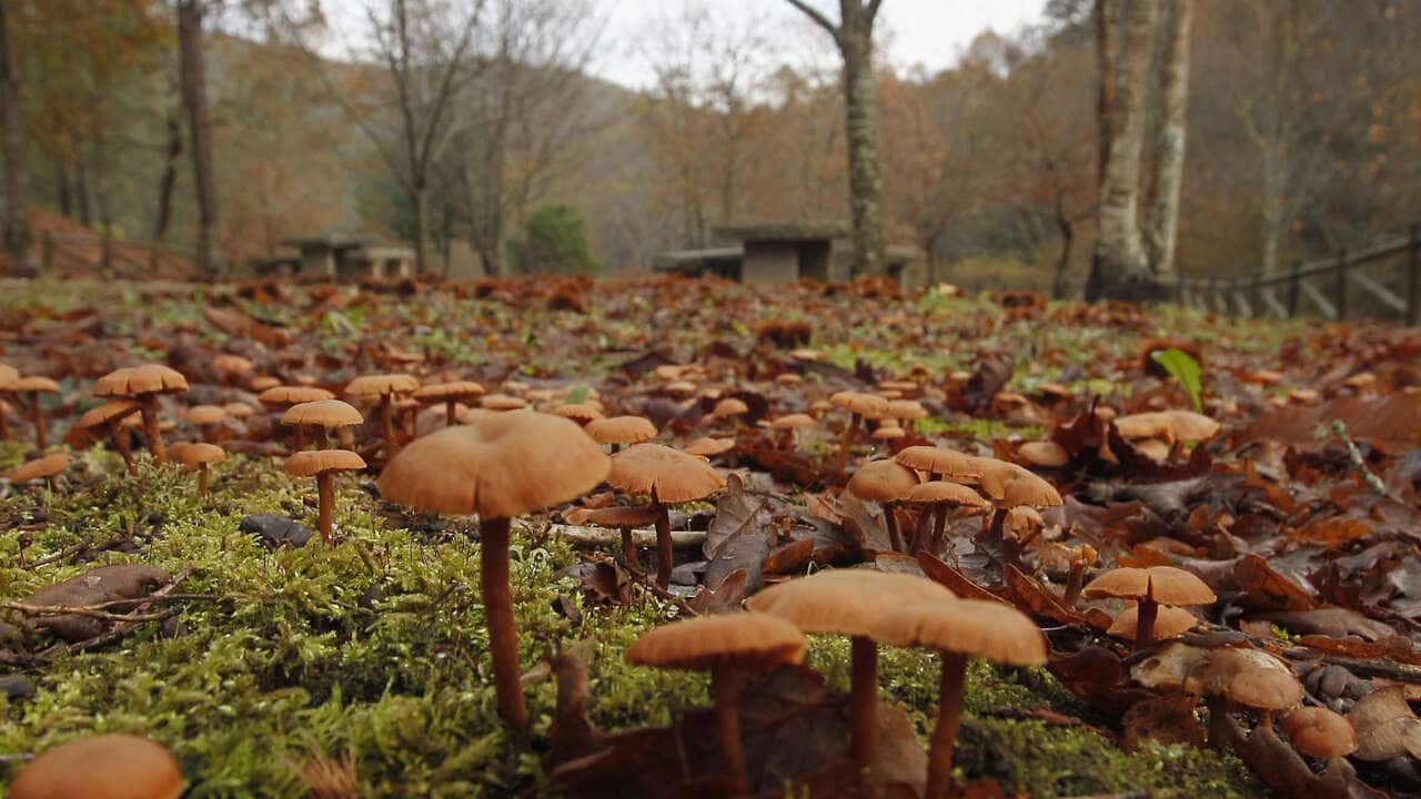 Ciclo de conferencias sobre micología y conservación de hongos