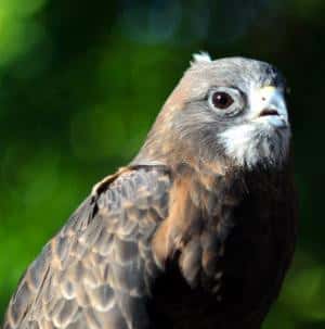 HawkWatch: Birds in the Lab!