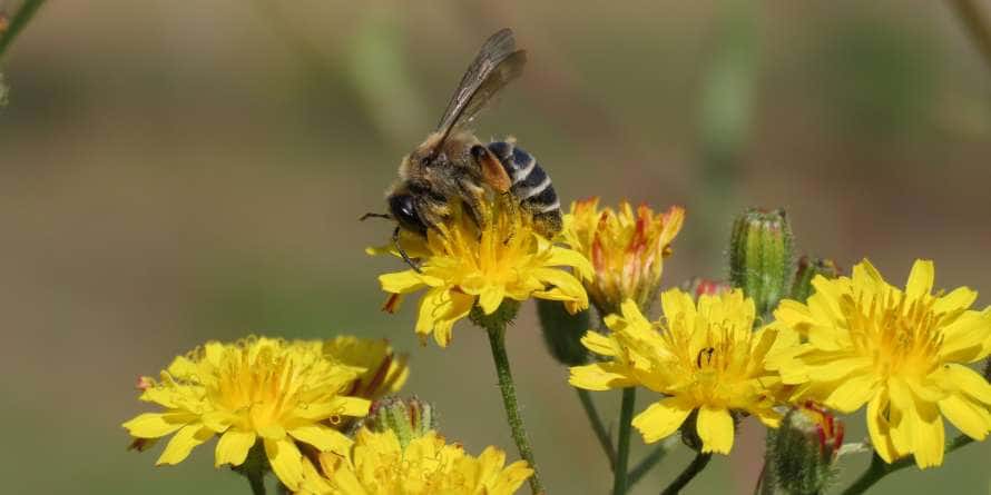 Curso de Identificación taxonómica de abejas