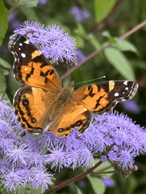 Fall is for Planting: A Native Plant Garden Tour