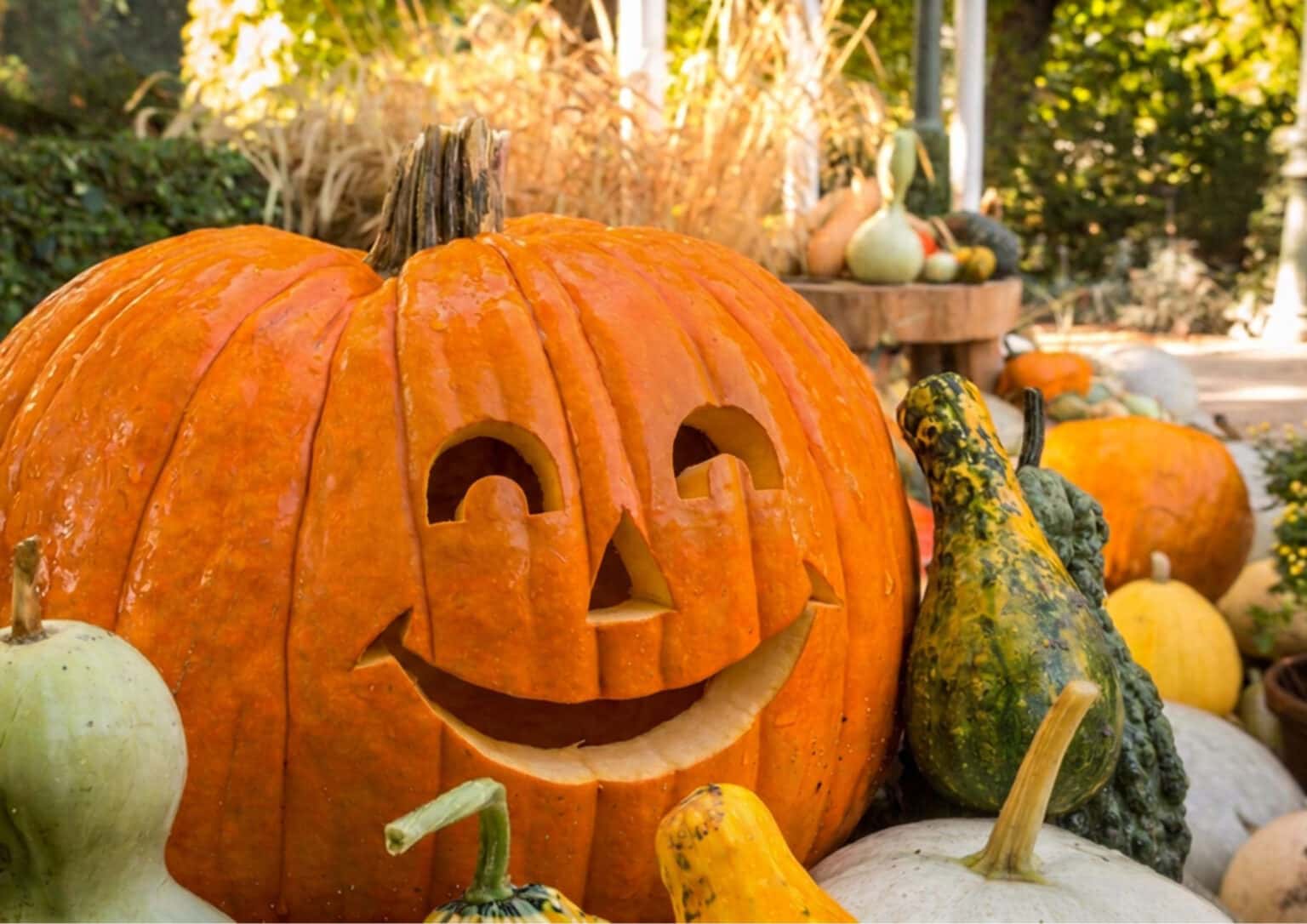 ¡Esa calabaza me está mirando!