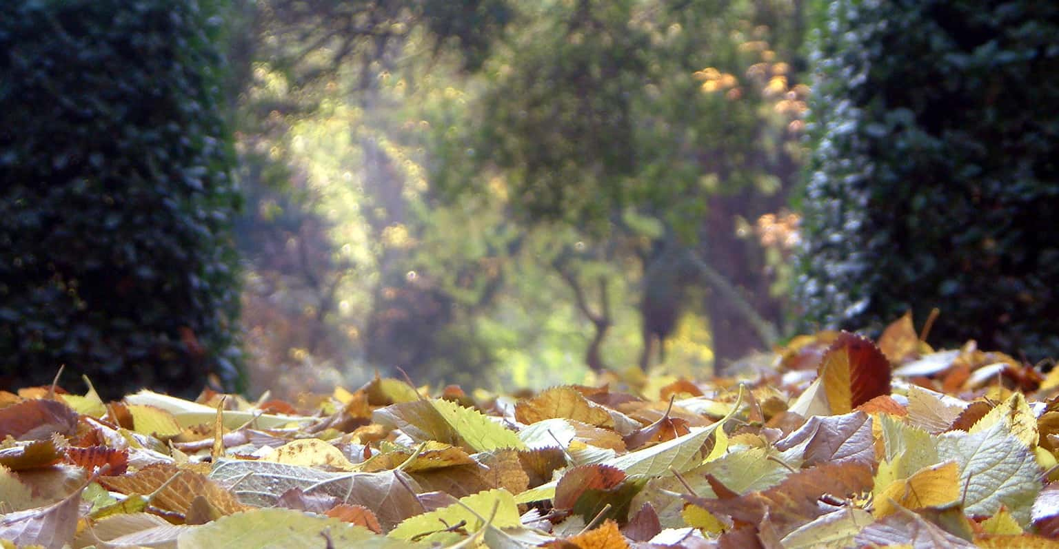 Visita guiada: El Jardín en otoño