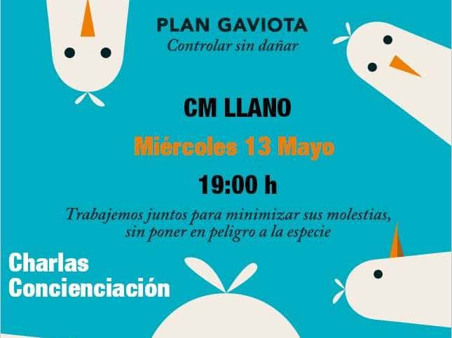 ¿Qué pasa con las gaviotas en Gijón? Conocerlas para convivir