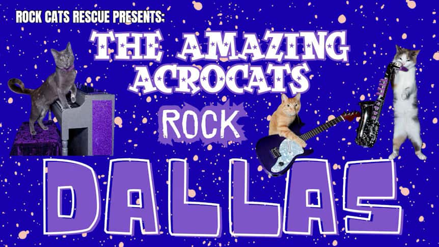 The Amazing Acro-Cats
