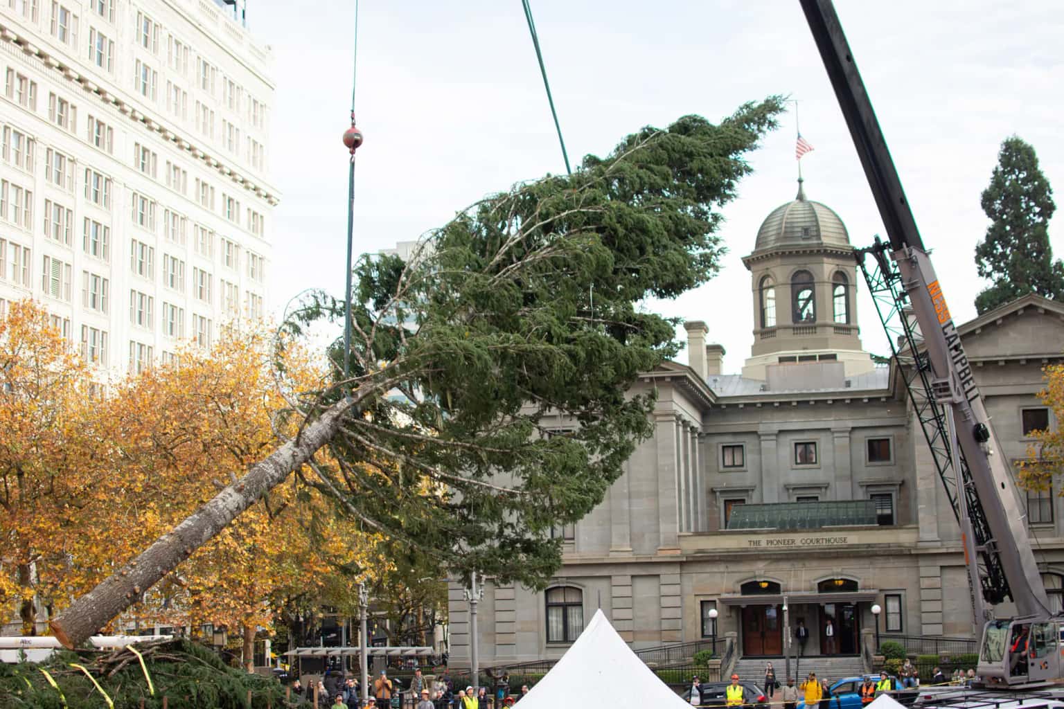 Stimson Lumber Tree Arrival