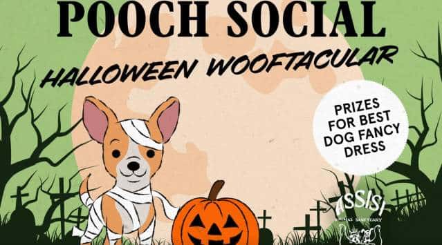 Halloween Wooftacular | Pooch Social
