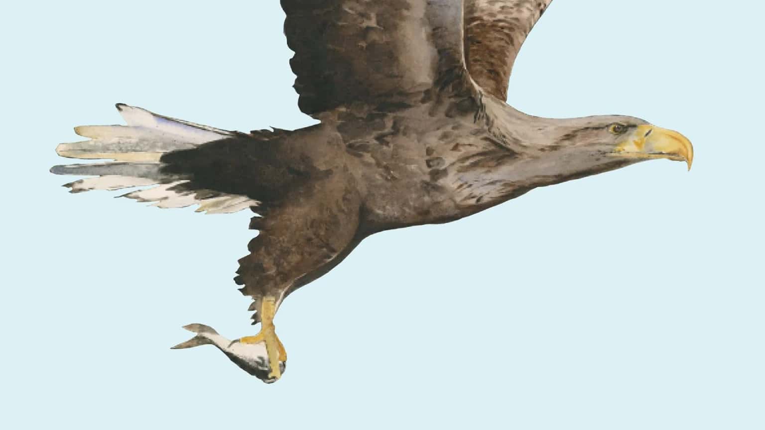 Wonder of Birds