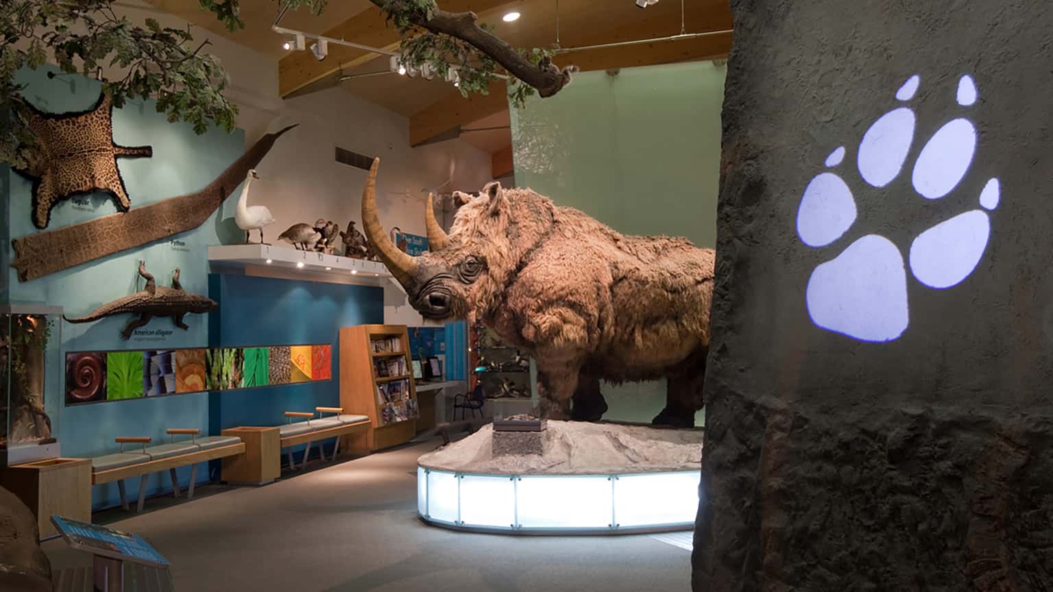 Spike the Woolly Rhino