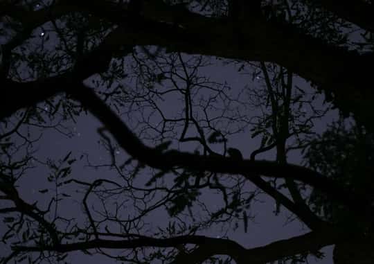 Castle Talks: Uncanny Oddities of Newcastle