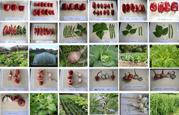 Conferencias: Conservación y recuperación de variedades tradicionales hortofrutícolas de Cantabria y Red de semillas de Cantabria: patrimonio agroecológico cultural