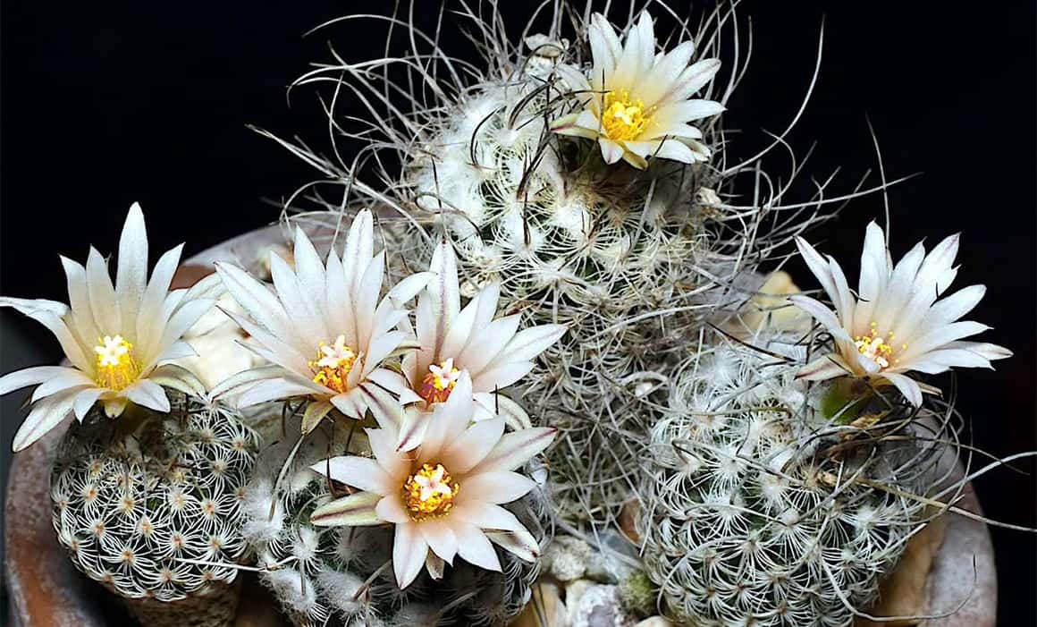 XII Exposición de Cactáceas y Suculentas