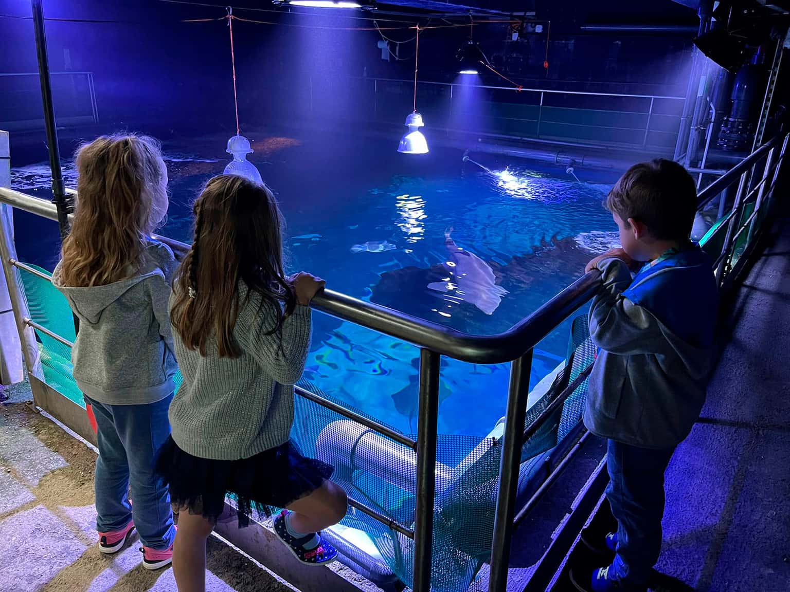 El Acuario de Gijón estrena cueva para sus tiburones
