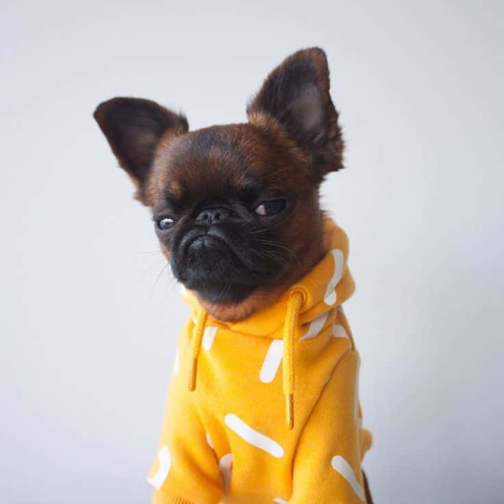 CuppaPug Opening