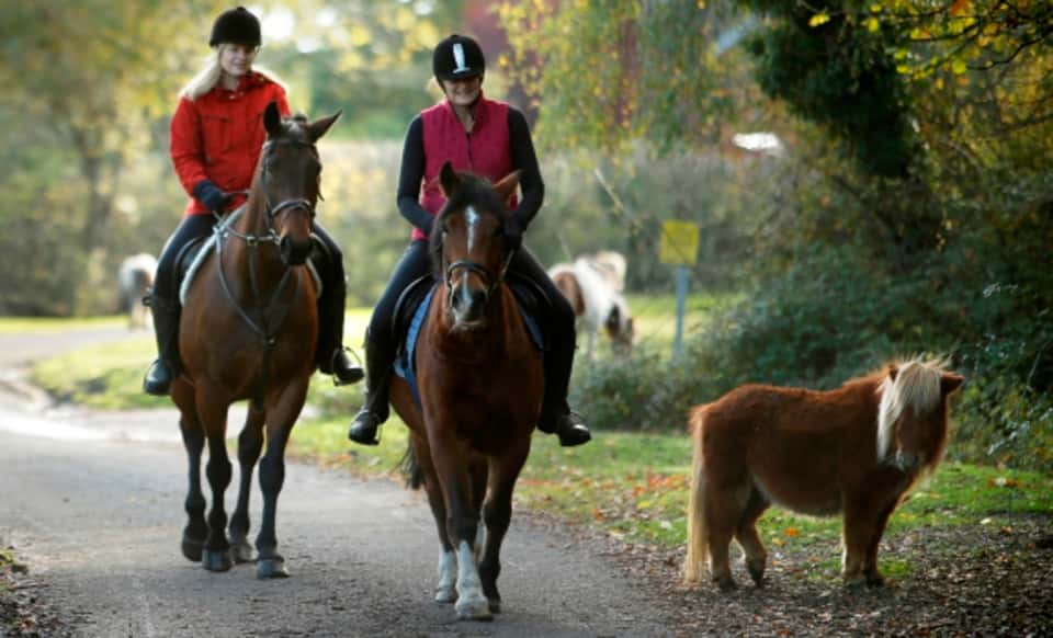 The New Forest: a guide to Hampshire's wild heart