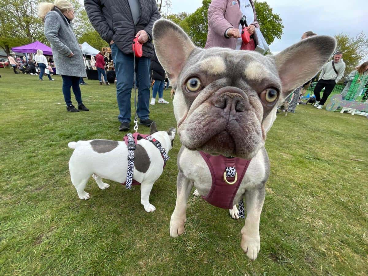 Frenchie Fest: New Forest's biggest dog show returns