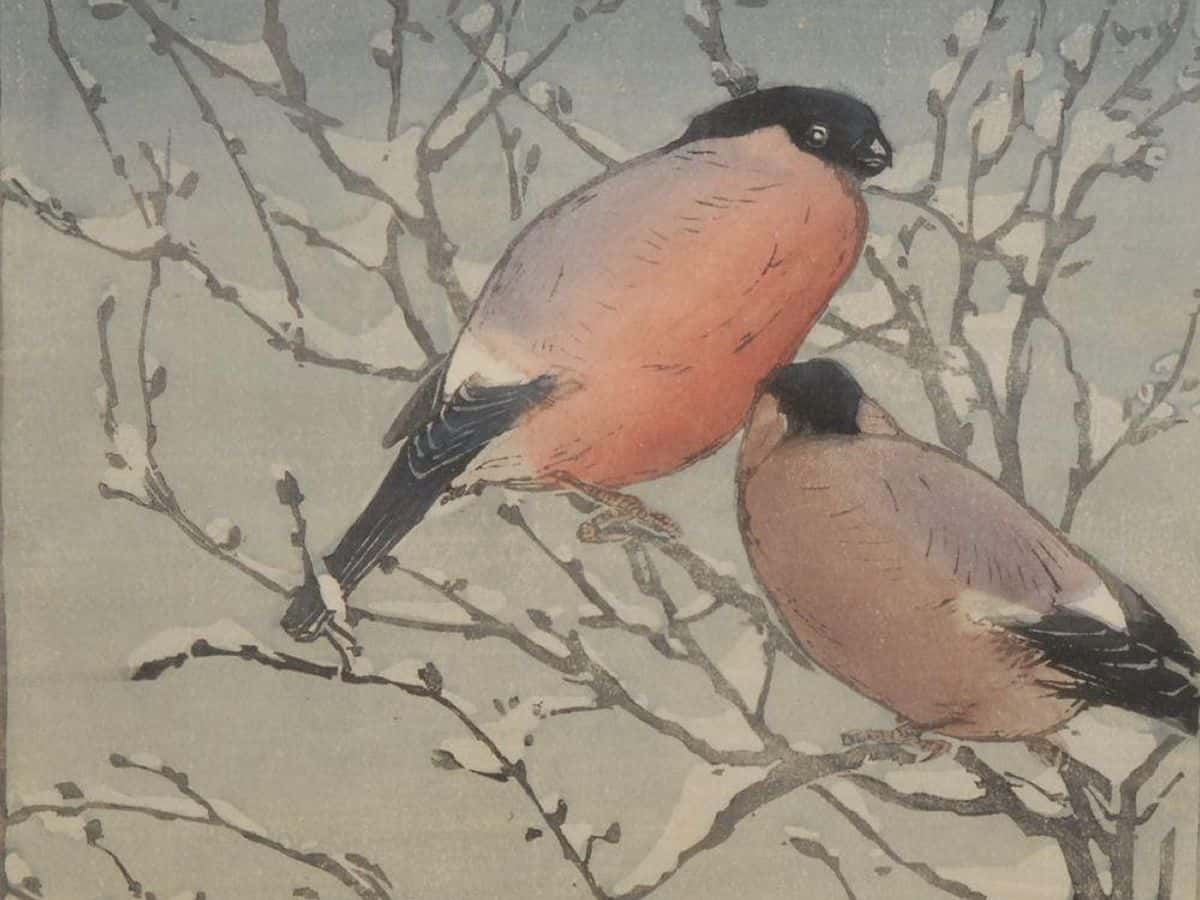 Paint & Wine: Bullfinches, Allen W Seaby