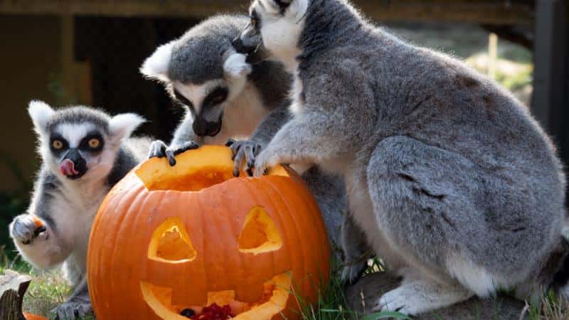 Howloween