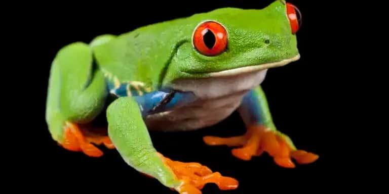 Joel Sartore: An ARCC Toward a Better Future