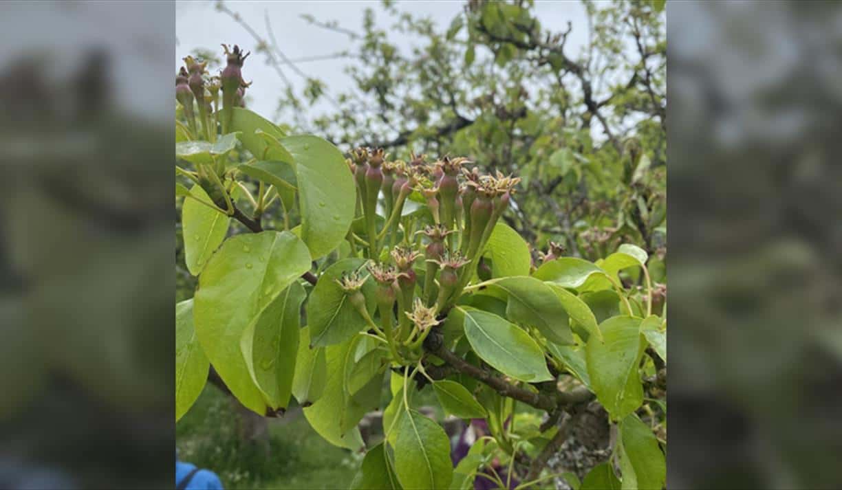 Care of fruit trees