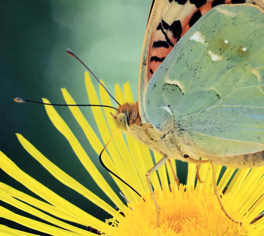 Taller: Mariposas del Jardín
