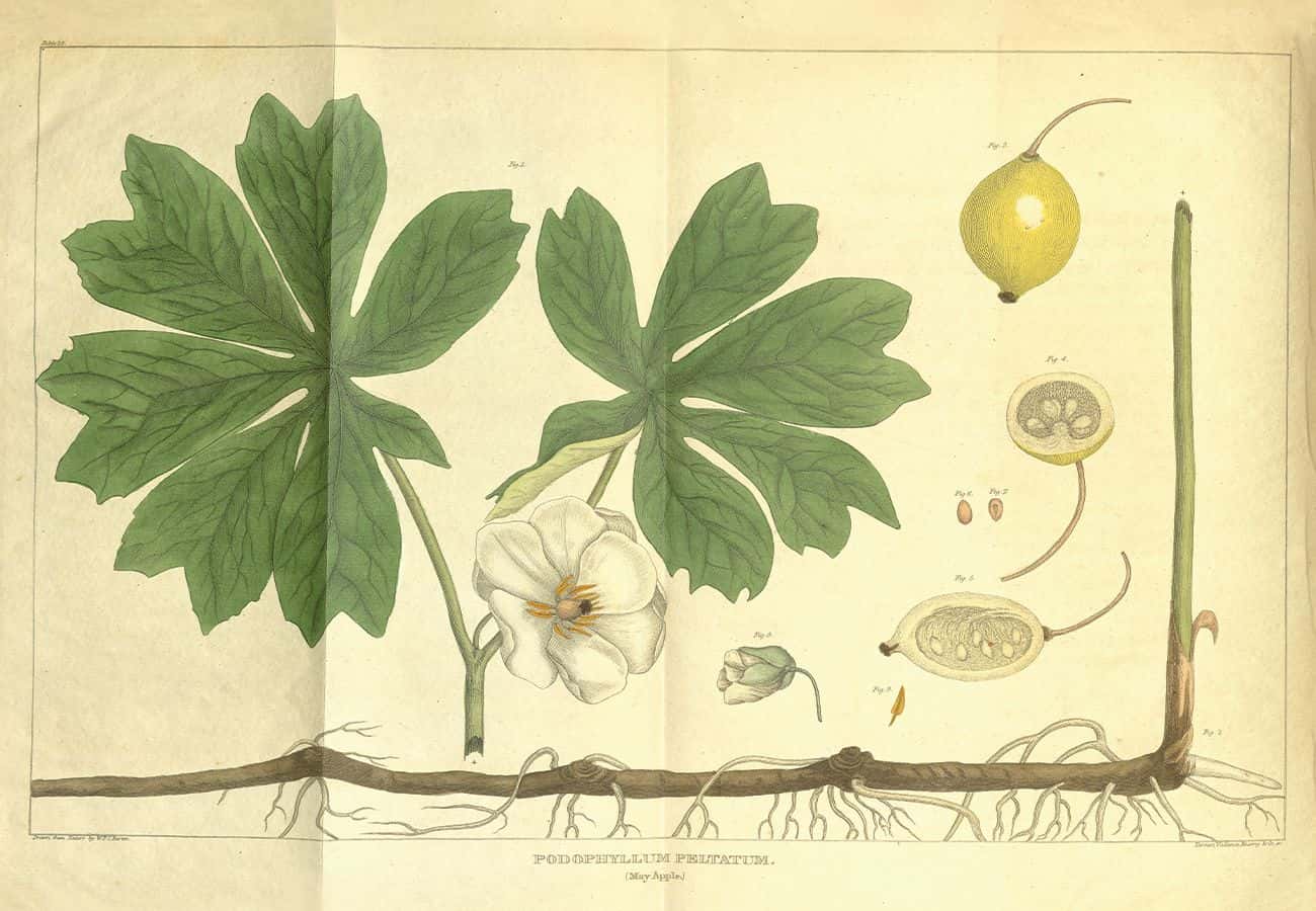 Revolutionary Botany