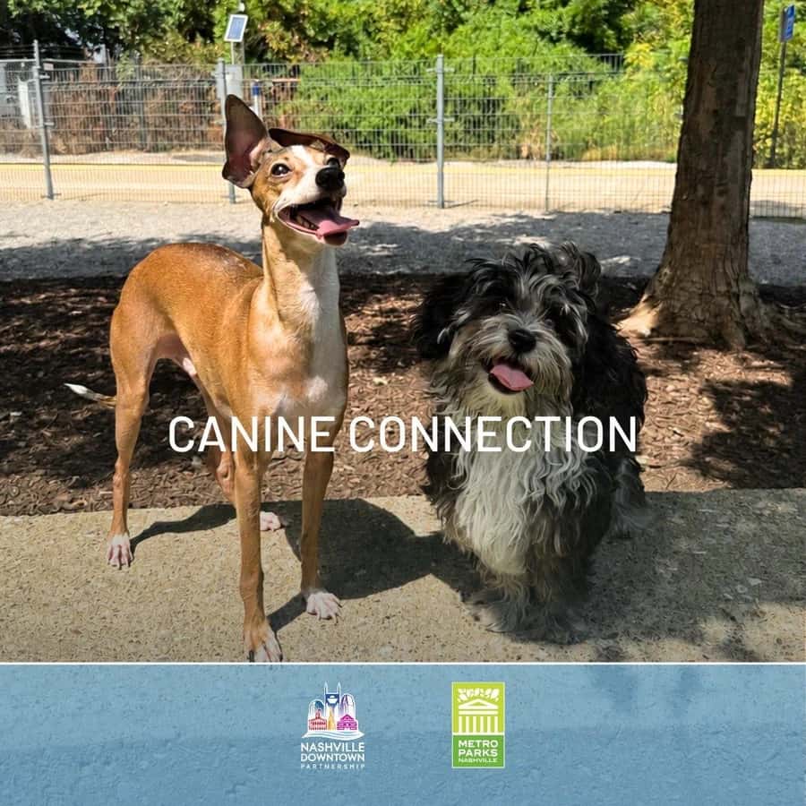 Canine Connection