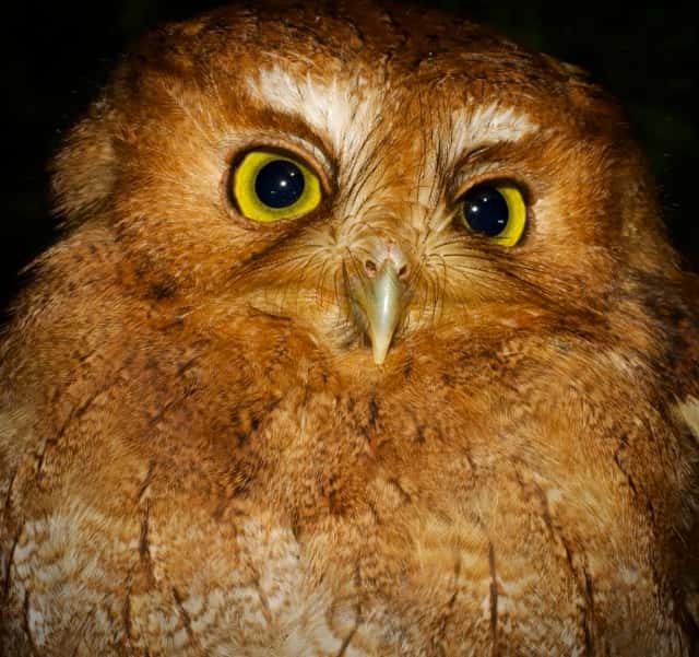 How Century-old Specimens Reveal New Birds