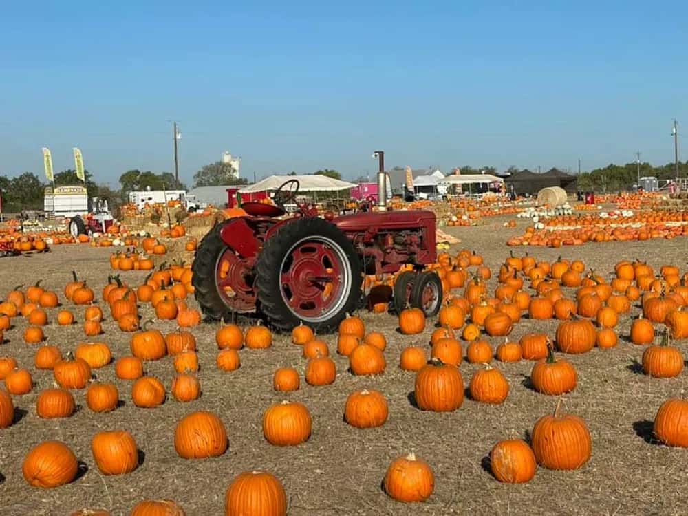 Texas Pumpkin Fest