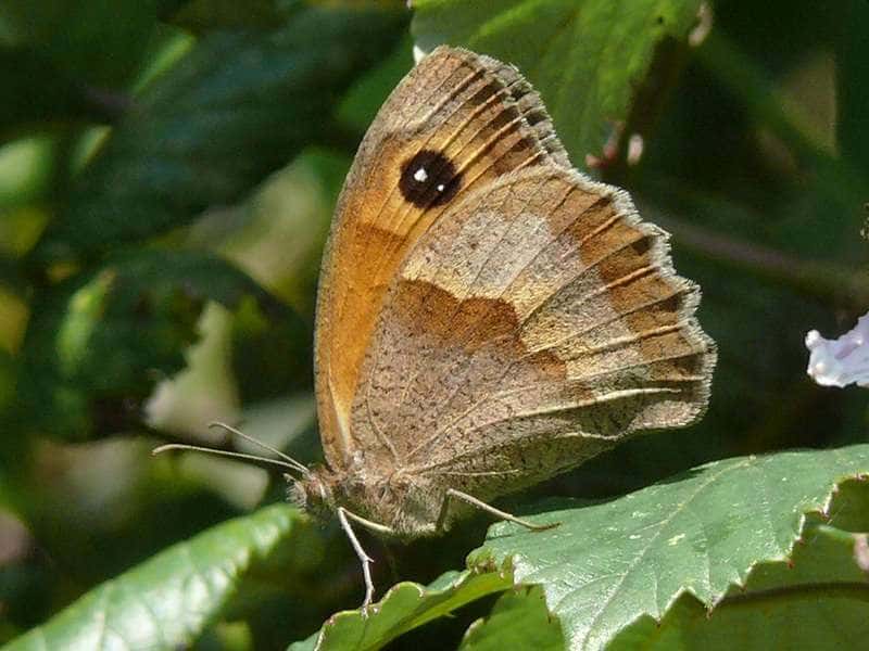 Taller para adultos: Mariposas