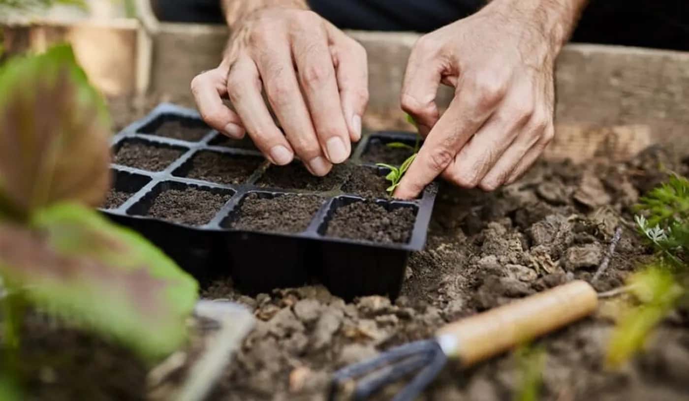 Taller gratuito para aprender a cultivar alimentos sostenibles en casa