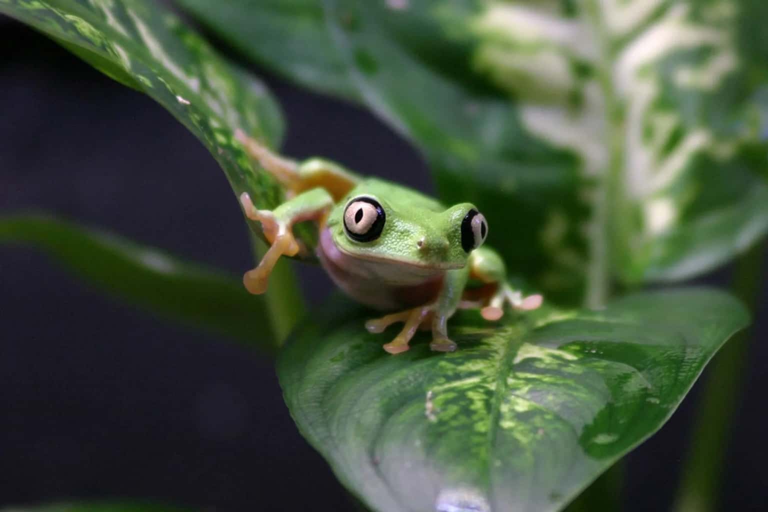 Keeper for a Day: Reptiles and Amphibians