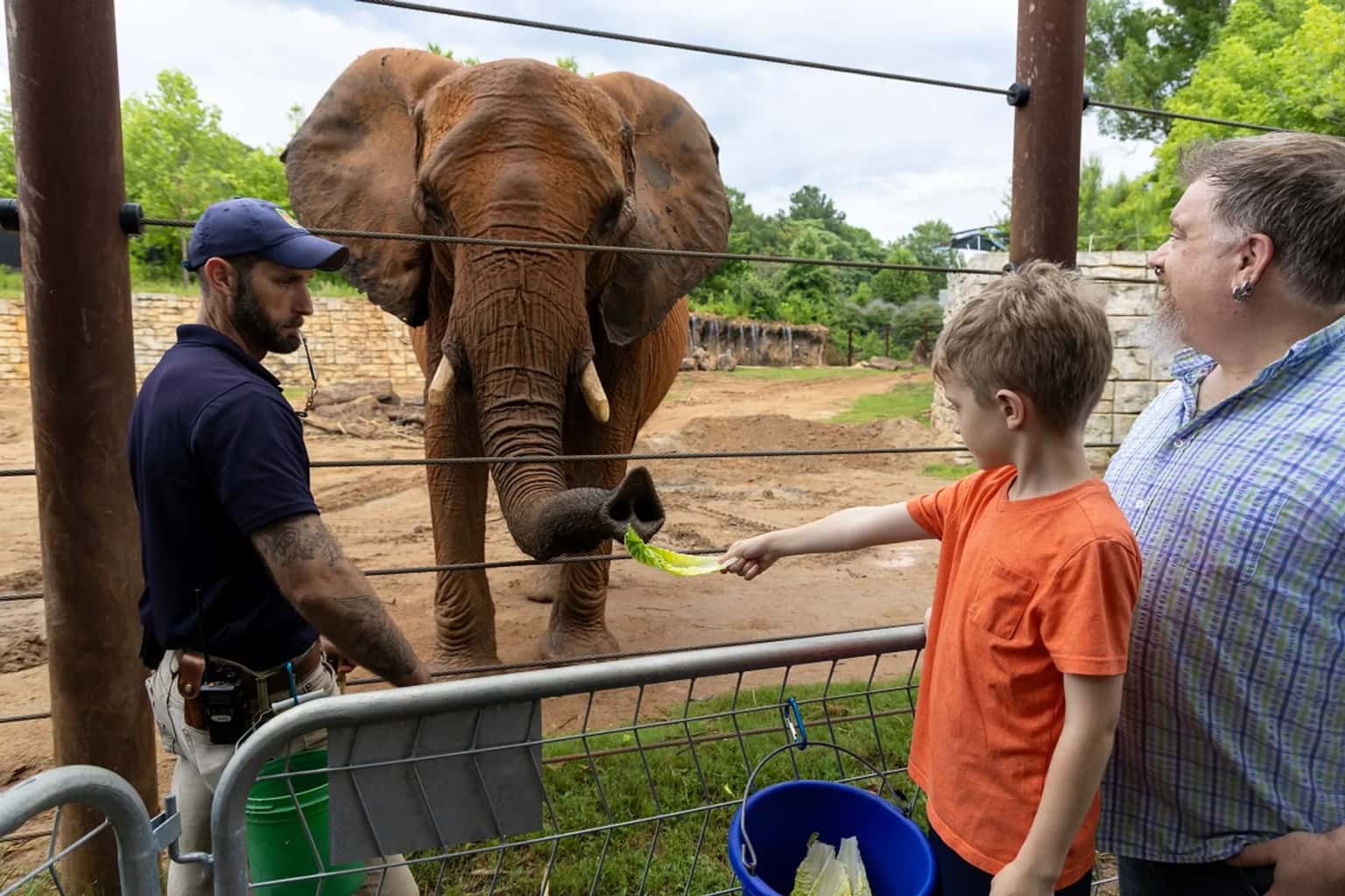 Elephant Wild Encounter