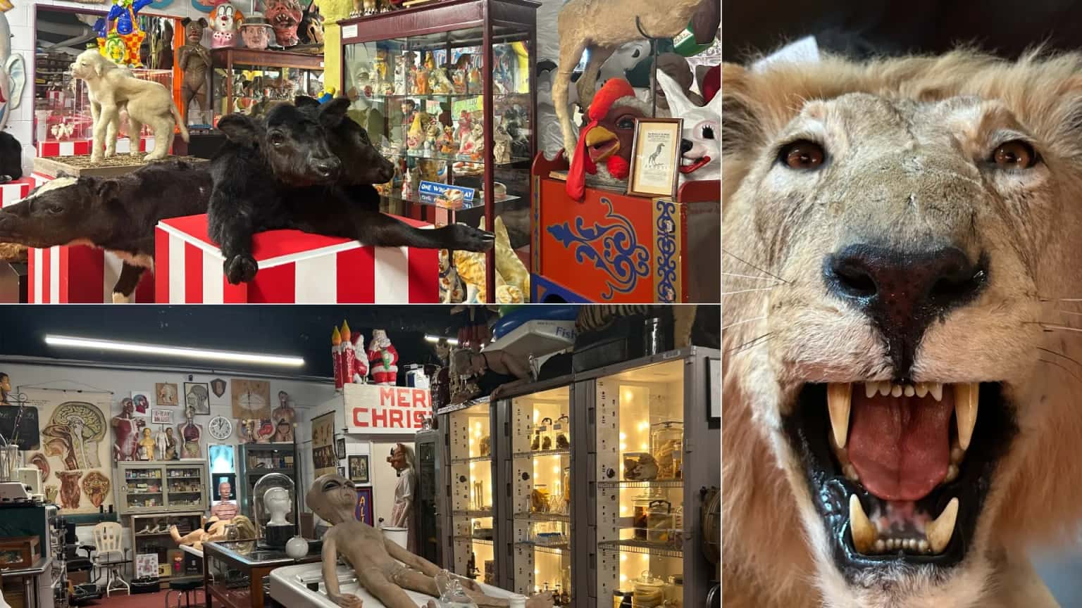 The Oddities Museum