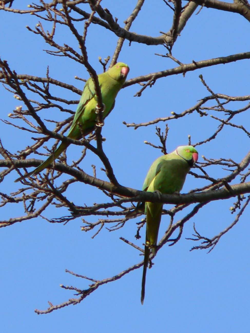 The Parakeet