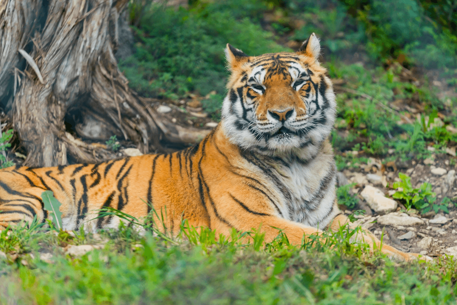 Austin Zoo