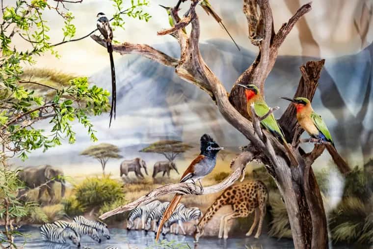 Warren Wildlife Gallery