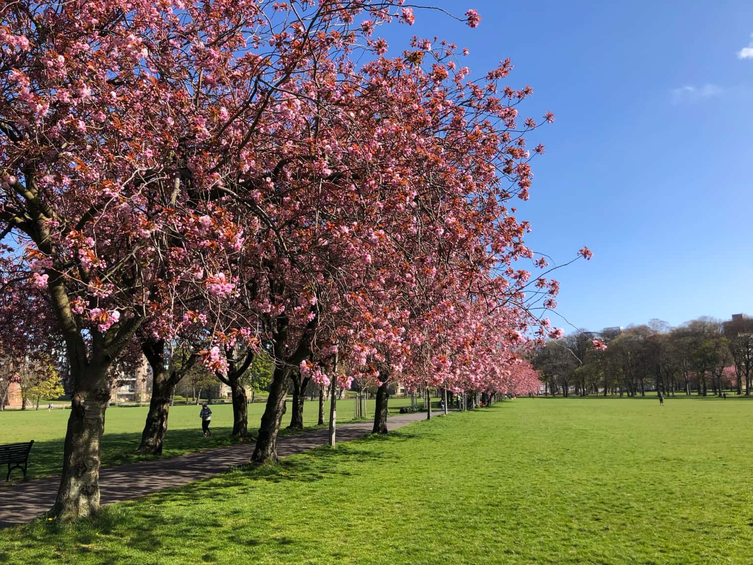 The Meadows