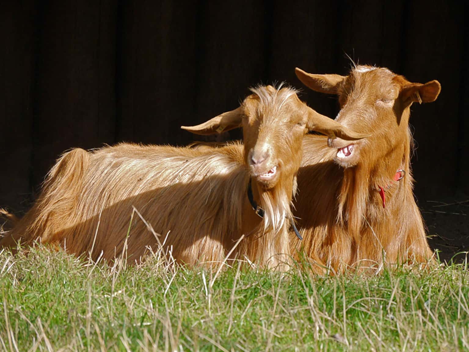 Heeley City Farm