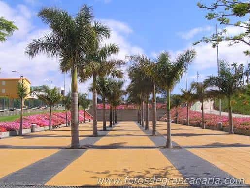 Avenida central del parque con palmeras y flores rosas en primer plano