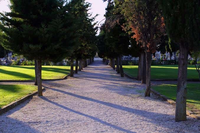 Paseo arbolado en el interior del cementerio