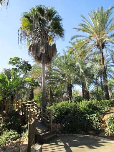 Vista del sendero de madera rodeado de palmeras y vegetación en el Parque del Sol
