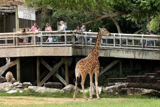 Jirafa junto a una pasarela de observación con visitantes