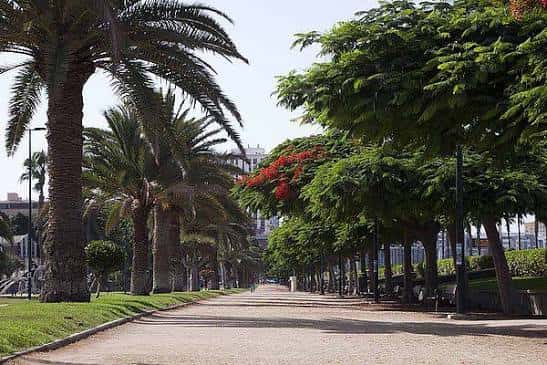 Paseo arbolado con palmeras y bancos en el Parque Romano