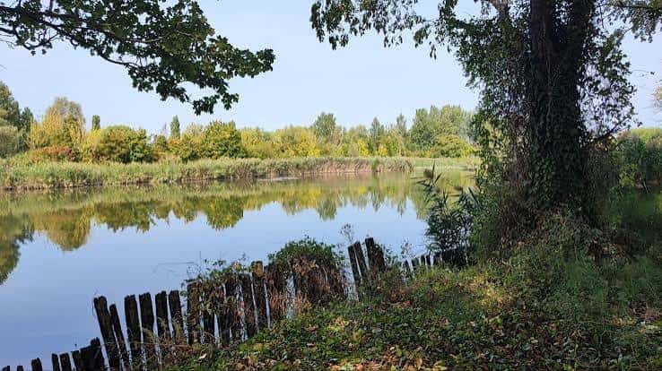 Vista del lago rodeado de vegetación y árboles en el Parco del Loto